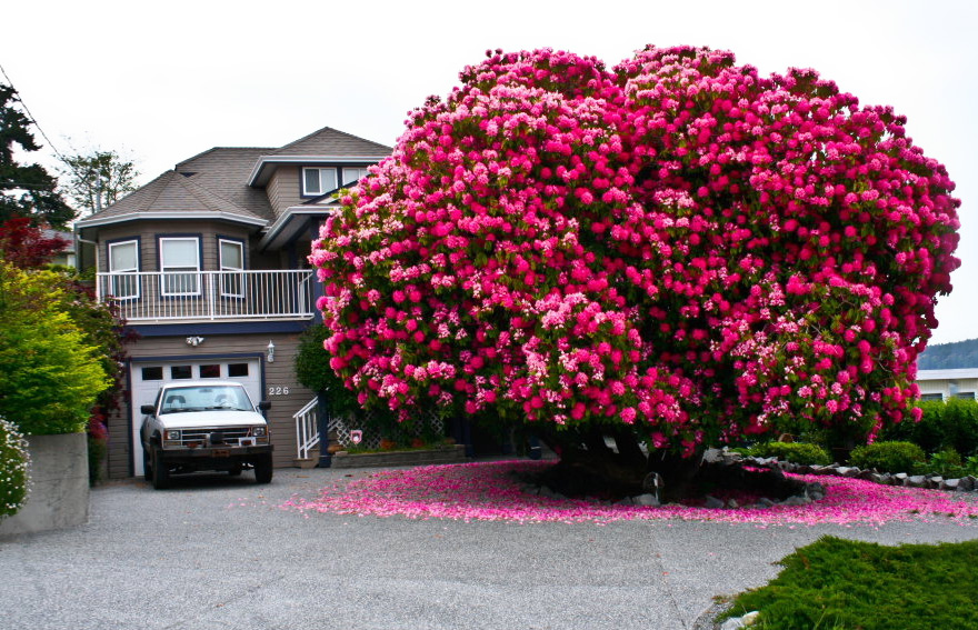 #1 125+ Year Old Rhododendron “Tree” In Canada