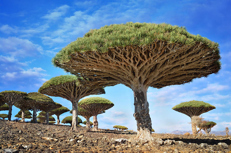 #7 Dragonblood Trees, Yemen