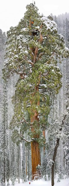 #8 The President, Third-Largest Giant Sequoia Tree In The World, California