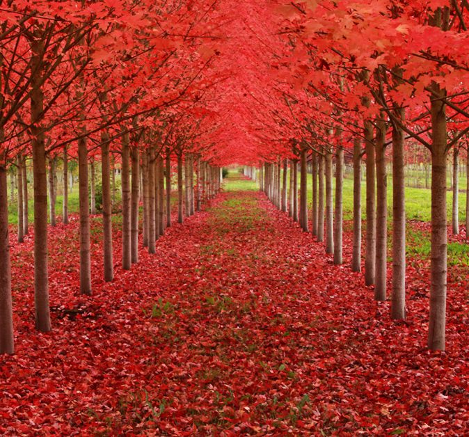 #9 Maple Tree Tunnel in Oregon