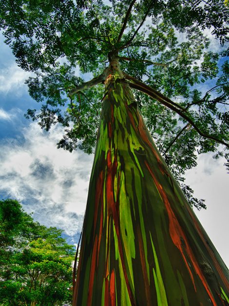 #10 Rainbow Eucalyptus In Kauai, Hawaii