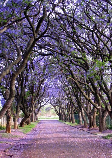 #11 Jacarandas in Cullinan, South Africa