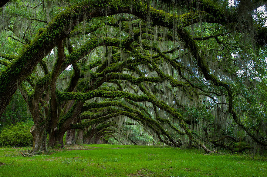 #12 Avenue Of Oaks At Dixie Plantation In South Carolina