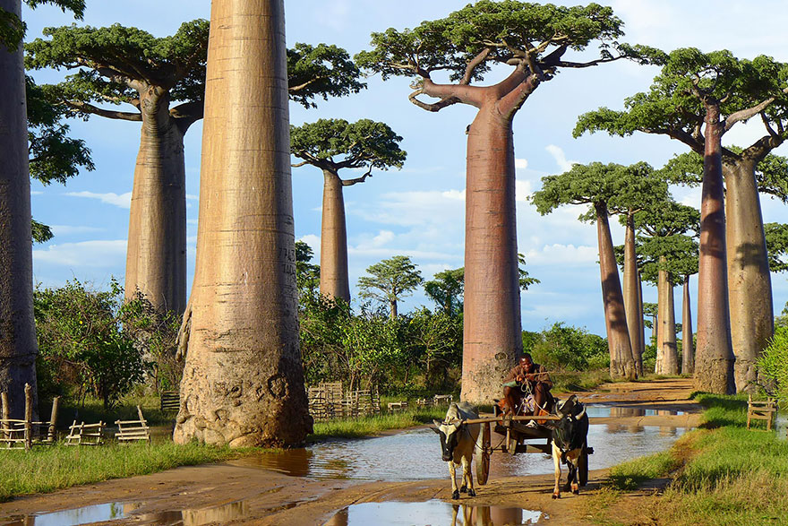 #13 Baobab Trees In Madagascar