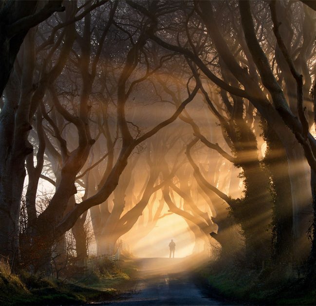 #14 The Dark Hedges In Northern Ireland