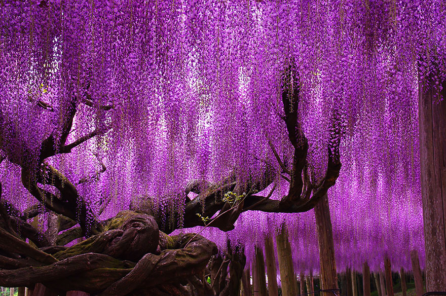 #2 144-Year-Old Wisteria In Japan