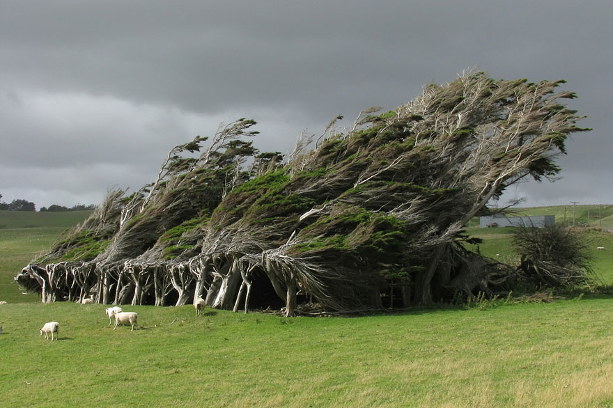 #3 Wind-Swept Trees In New Zealand