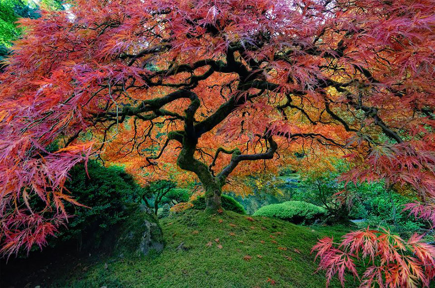 #4 Beautiful Japanese Maple In Portland, Oregon
