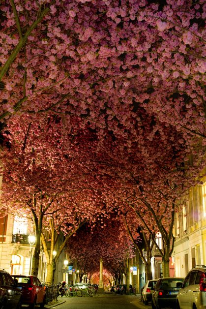 #5 Blooming Cherry Trees in Bonn, Germany
