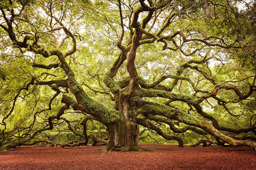 #6 Angel Oak In John’s Island In South Carolina