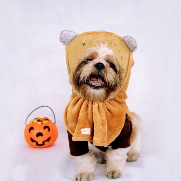 20 Incredible Photos of Dogs in Halloween Costumes
