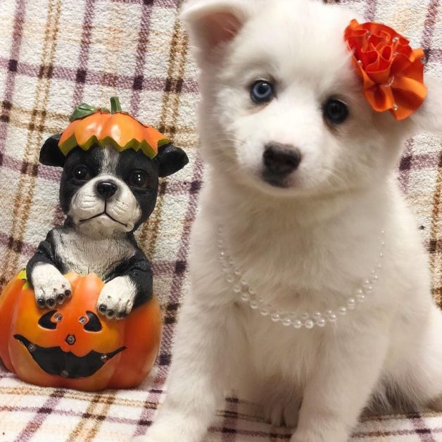 20 Incredible Photos of Dogs in Halloween Costumes