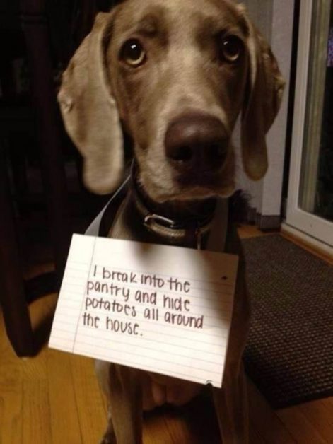 14 Shameful Dogs Who Have Been Caught Misbehaving